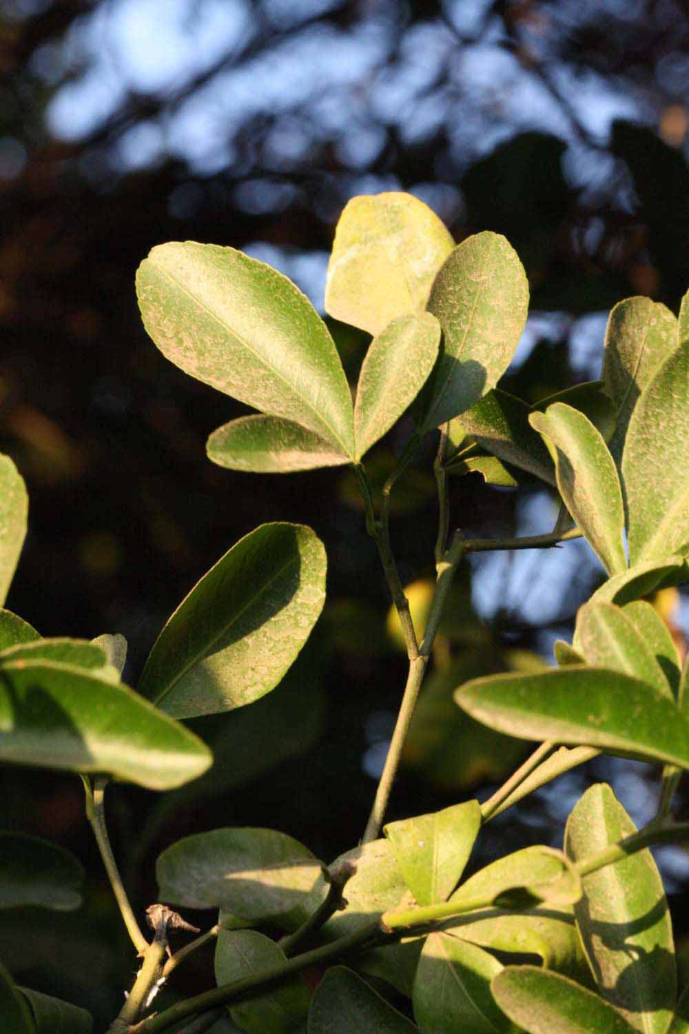              Sun leaves (Riverside, CA)       